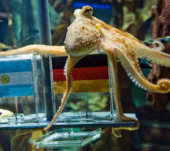 Октоподът Пол предрече нов триумф за Германия