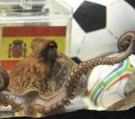 Октоподът Пол отвърна на папагала: Испания е шампион
