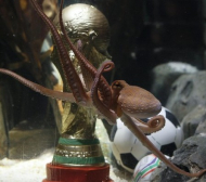 Октоподът Пол получи копие на Световната купа
