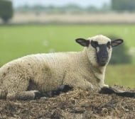 Шахтьор (Караганда) се закани на шотландска овца