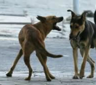 ВИП подкрепа за кучетата в Сочи