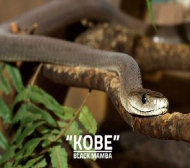 Нарекоха змия в зоопарк на Коби Брайънт