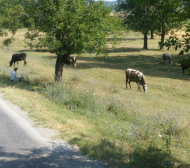 В Сърбия се подиграват: Крави посрещнаха Цървена звезда