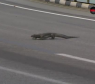 Шокиращо! Гигантски гущер нахлу на пистата в Сингапур (ВИДЕО)