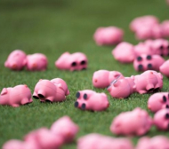 Владо Гаджев гледа как стотици прасета летят към терен в Англия (СНИМКИ)