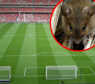 Затварят стадиона на Арсенал заради мишки? 