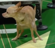 Куче направи шоу преди мач от НБА (ВИДЕО) 
