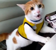 Каква емоция! Котка крещи "гоооол" по време на мач от Световното (ВИДЕО) 