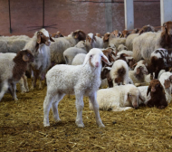 Новият собственик на ЦСКА отглеждал над 2000 овце СНИМКА