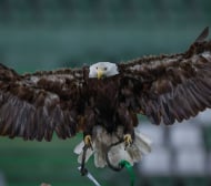 Талисманът на Лудогорец с черна лента днес, ето защо