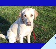 „Феникс на доброто“ и 8888.bg поемат изцяло обучението на куче водач