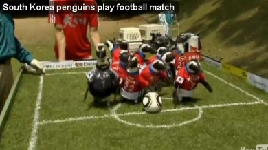 Светът полудя, корейци карат пингвини да играят футбол (ВИДЕО)