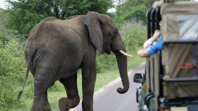 Слон спря САЩ за тренировка