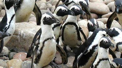 500 пингвини гинат заради африканския студ