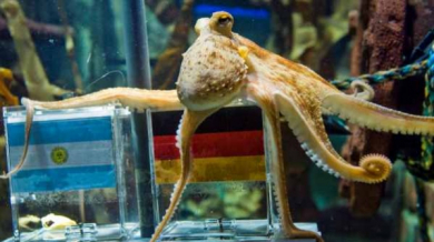 Октоподът Пол предрече нов триумф за Германия