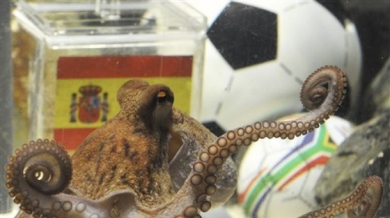 Октоподът Пол отвърна на папагала: Испания е шампион