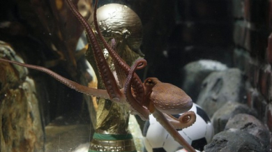 Октоподът Пол получи копие на Световната купа