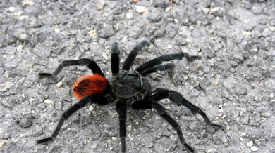 Паяците в ЮАР стряскат национал на Англия