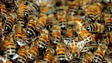 Пчели прекъснаха мач в Салвадор - ВИДЕО