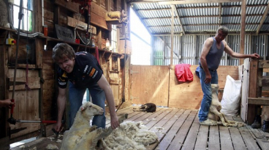 Световният шампион Фетел стриже овце - СНИМКИ
