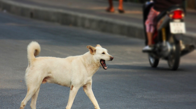 УЕФА дари пари срещу избиването на кучета