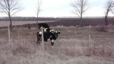Добруджански крави гледат с интерес &quot;железничарите&quot;