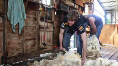 Предлагат стригането на овце за олимпийска дисциплина