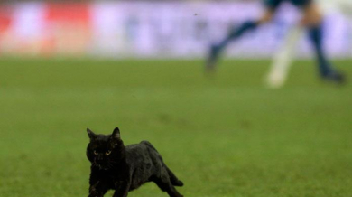Черна котка донесе късмет на Барса – ВИДЕО
