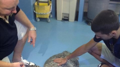 Джокович се грижи за пострадали костенурки
