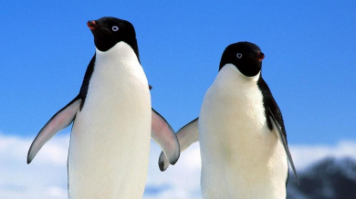 БЛИЦ TV: &quot;Танцът на пингвините&quot; в изпълнение на Вили Вуцов