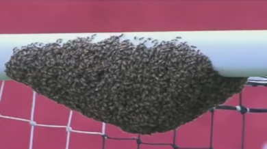 Пчели саботираха футболен мач (Видео)