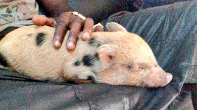 Нищо ново: Балотели заживя с прасенце