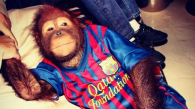 Орангутанът на Парис Хилтън фен на Барса