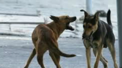 ВИП подкрепа за кучетата в Сочи