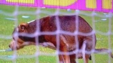 Куче се подигра с труда на аржентински футболисти (ВИДЕО)