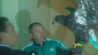 Само в БЛИЦ TV: Орелът подплаши Домусчиев