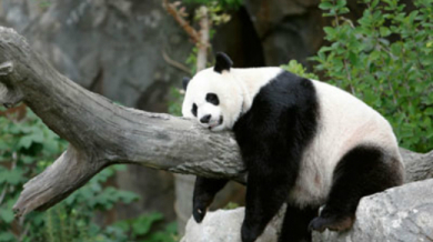 Китайски панди сменят октопода Пол за Световното