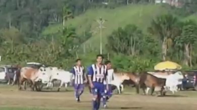 Крави прекъснаха мач в Перу (ВИДЕО)