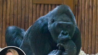 Годеницата на Кличко подари дом на горила в Киев