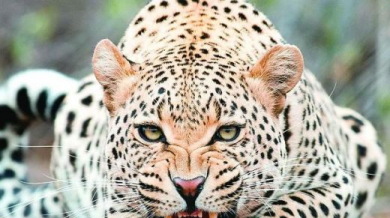 Кръстиха леопард на Жан-Клод Кили