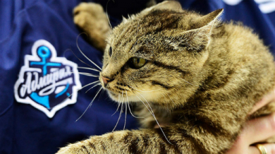 Хокеисти почерпиха котка с риба за 900 евро