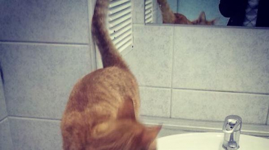 Котката на Динамо (Москва) заживя в новата им зала (СНИМКИ)