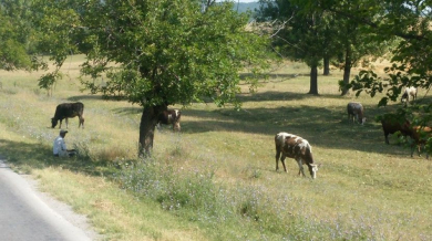 В Сърбия се подиграват: Крави посрещнаха Цървена звезда