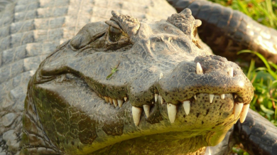 Ужас! Крокодил нападна сина на Кличко (СНИМКА) 