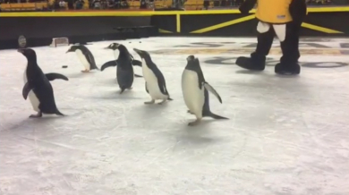 Живи пингвини носят късмет в НХЛ (ВИДЕО) 