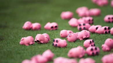 Владо Гаджев гледа как стотици прасета летят към терен в Англия (СНИМКИ)