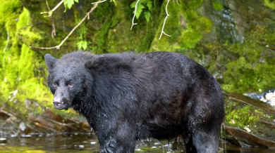 Огромна черна мечка уби участник в маратон