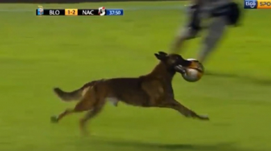Полицейско куче скри топката на футболисти (ВИДЕО) 