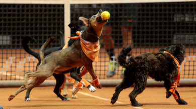 Наеха кучета за тенис турнир, спонсор им осигури храна (ВИДЕО) 