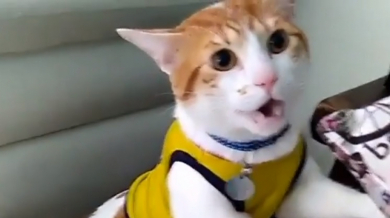 Каква емоция! Котка крещи "гоооол" по време на мач от Световното (ВИДЕО) 